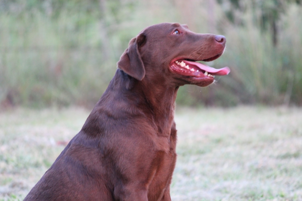 Breeder of Labrador Retriever puppies and dogs in Pretoria from Jarocas Kennels